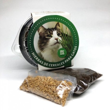 Pasto Rutina Verde Avena Para Gatos 30g